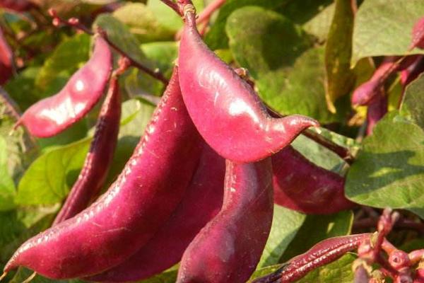 紅扁豆的功效與作用及禁忌