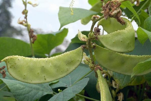 哺乳期可以吃扁豆嗎