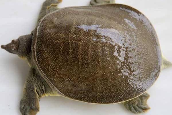 如何修建養甲魚的水池