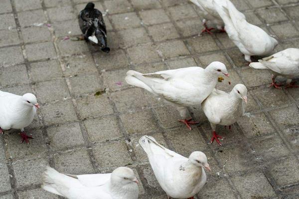 如何養鴿子賺錢