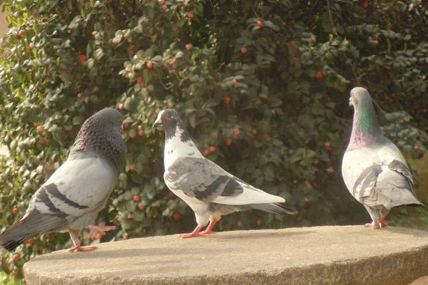 如何養(yǎng)鴿子賺錢