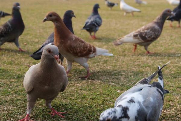 如何養(yǎng)鴿子賺錢