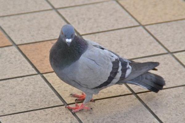 如何養(yǎng)鴿子賺錢