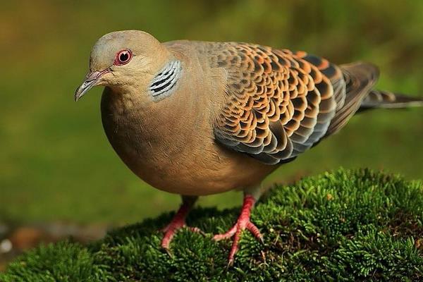 如何養(yǎng)鴿子賺錢