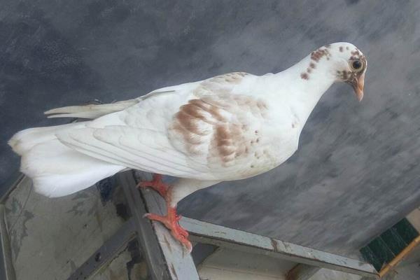 如何養(yǎng)鴿子賺錢