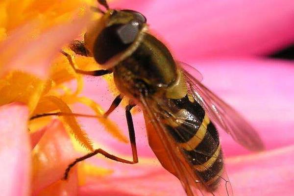 蜂王養(yǎng)殖新技術(shù)