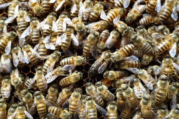 蜂王養(yǎng)殖新技術(shù)