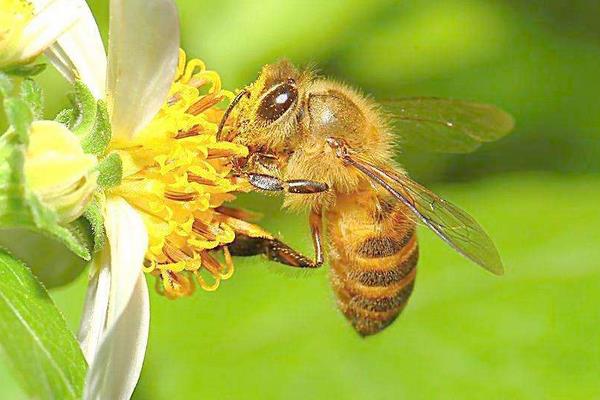 養(yǎng)蜂夏季蜂群管理需要注意的