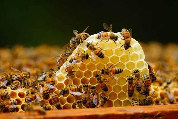 養(yǎng)蜂夏季蜂群管理需要注意的