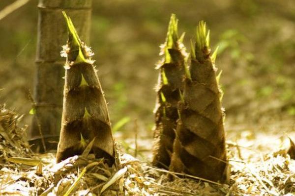 竹筍營(yíng)養(yǎng)價(jià)值