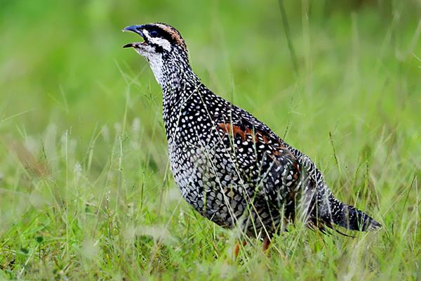 鷓鴣公母鑒別方法