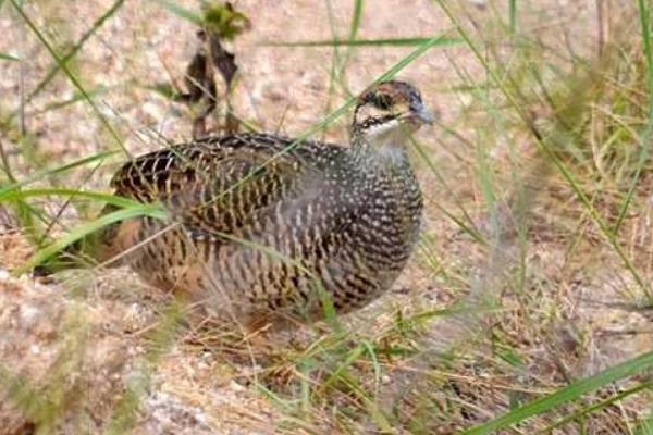 鷓鴣公母鑒別方法