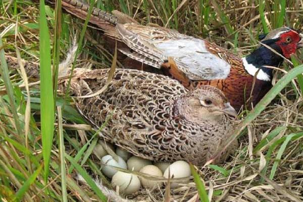 鷓鴣公母鑒別方法