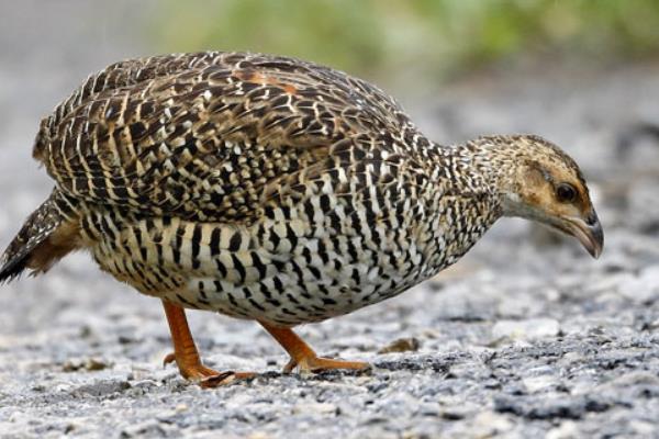 鷓鴣公母鑒別方法