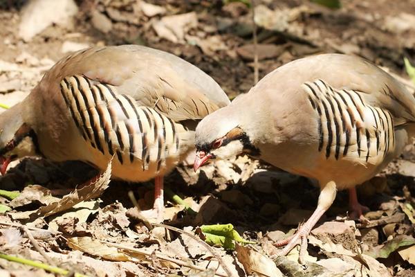鷓鴣公母鑒別方法