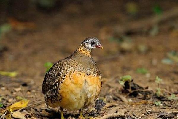 鷓鴣公母鑒別方法