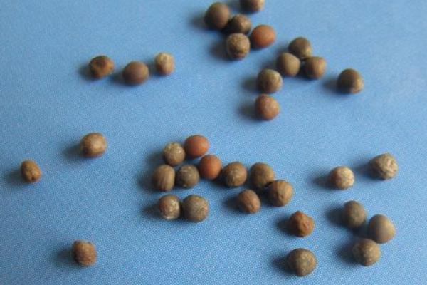 花椰菜種子價格多少錢一斤