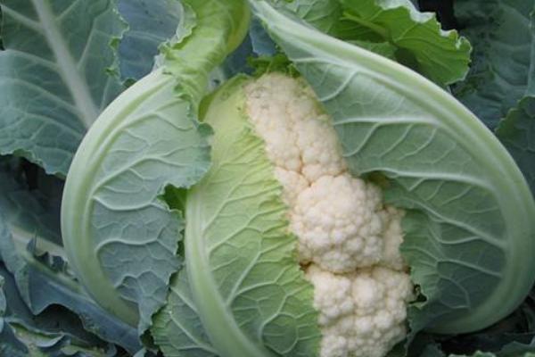 花椰菜營養價值