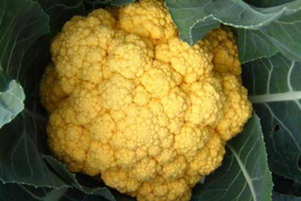 花椰菜營養價值