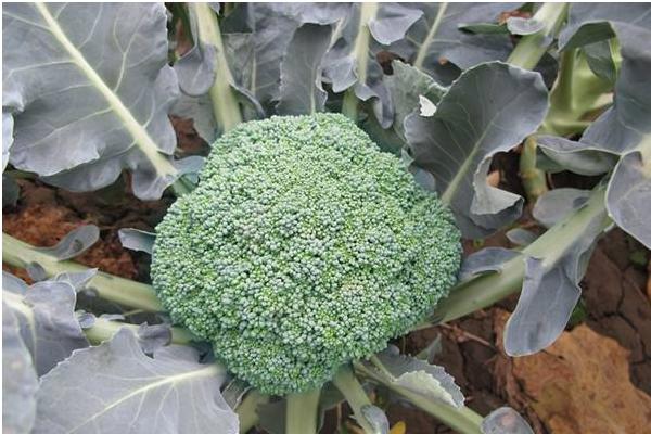 花椰菜營養價值