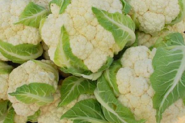 花椰菜營養價值