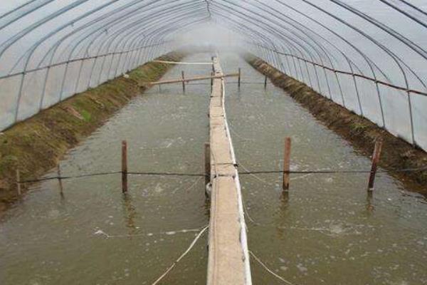最新大棚養蝦技術
