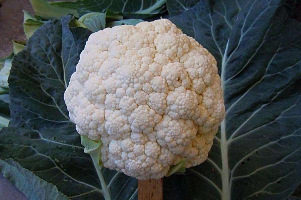 花椰菜圖片大全