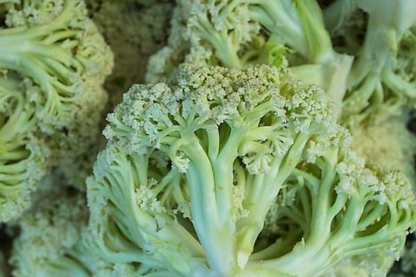 花椰菜圖片大全