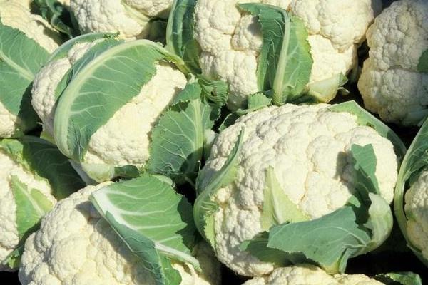 花椰菜圖片大全