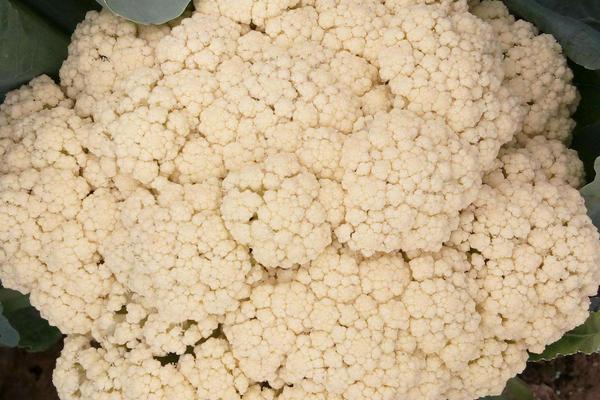 花椰菜圖片大全