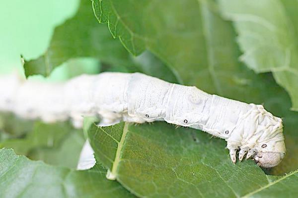 養蠶需要注意什么