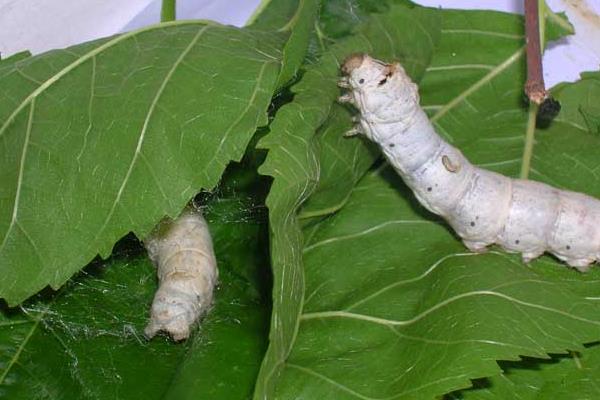 養(yǎng)蠶需要注意什么