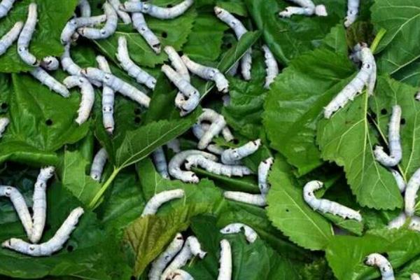 養(yǎng)蠶需要注意什么