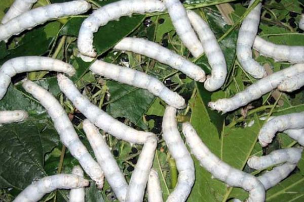 養(yǎng)蠶需要注意什么