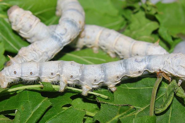 養(yǎng)蠶需要注意什么