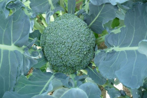 西蘭花打農藥嗎