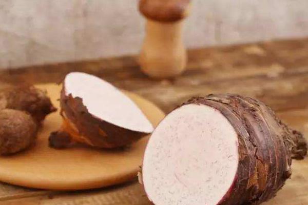 荔浦芋頭科學種植技術