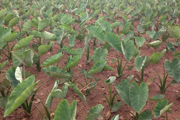 荔浦芋頭科學種植技術