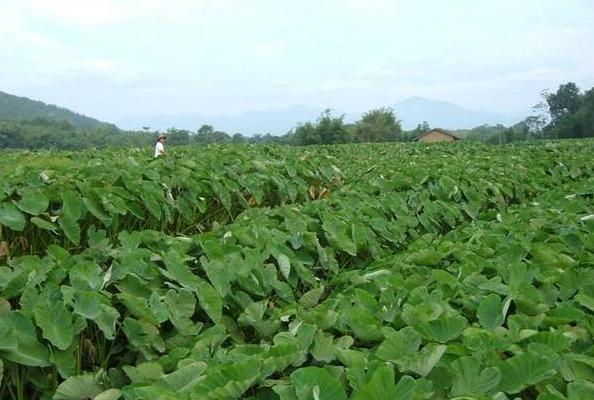 荔浦芋頭科學種植技術
