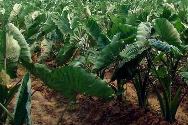 荔浦芋頭科學種植技術