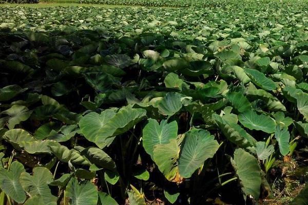荔浦芋頭科學種植技術