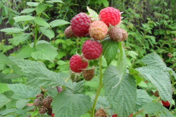 海歸種植有機樹莓致富