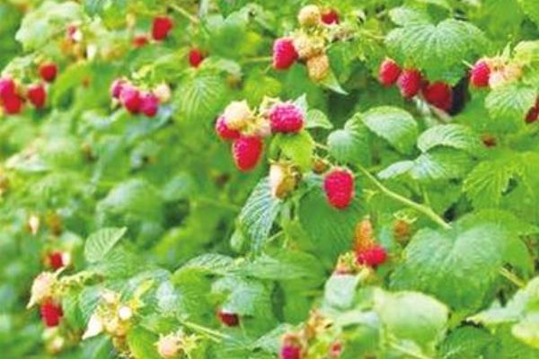 海歸種植有機樹莓致富