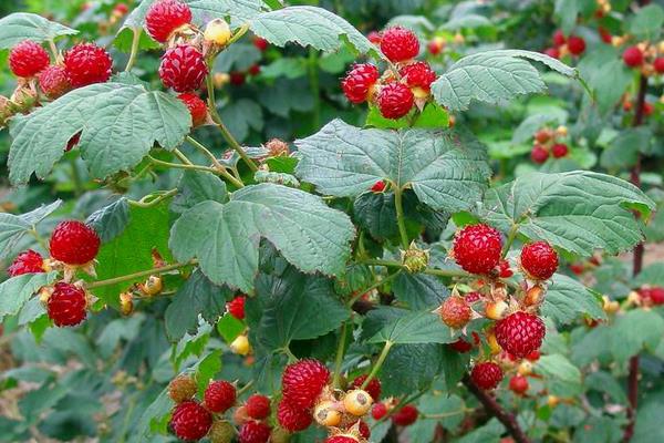 海歸種植有機樹莓致富
