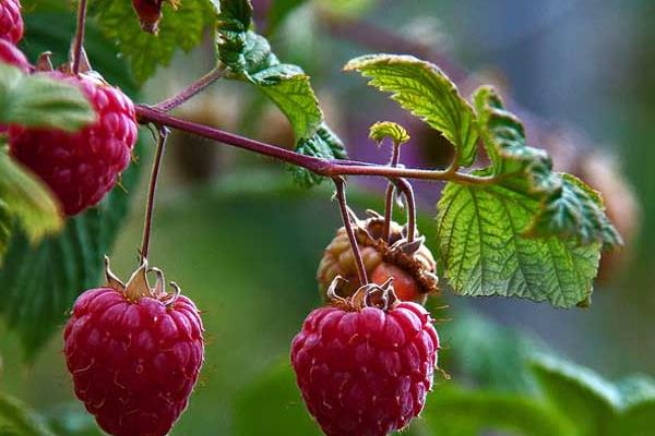 海歸種植有機樹莓致富