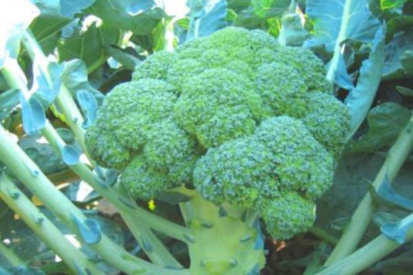 西蘭花打農(nóng)藥嗎