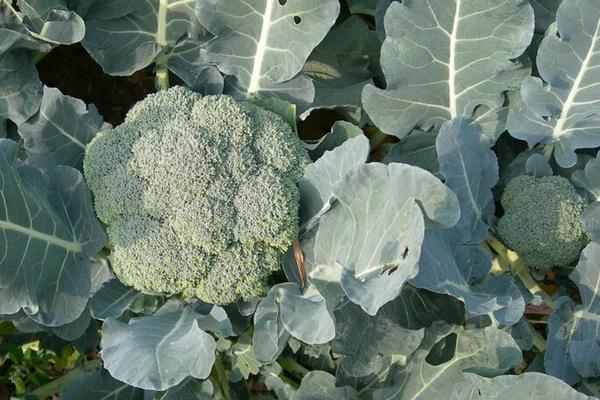 西蘭花栽培技術