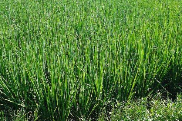 種水稻秧苗移栽前需要注意的