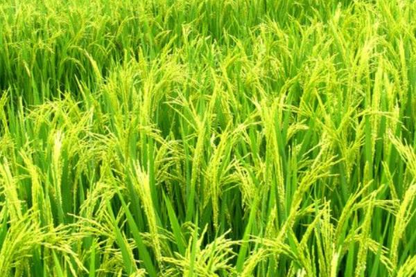 種水稻秧苗移栽前需要注意的