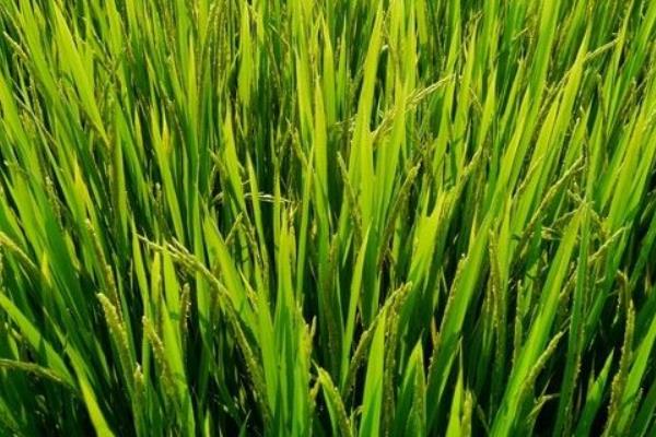 種水稻秧苗移栽前需要注意的